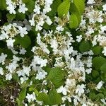 Viburnum plicatum 花