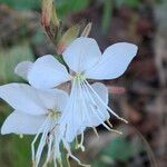 Oenothera lindheimeri Λουλούδι