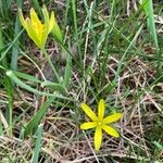 Gagea pratensis Flower