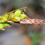 Carex halleriana Fruit