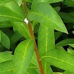 Lysimachia clethroides Casca