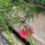 Grevillea rosmarinifolia Цветок