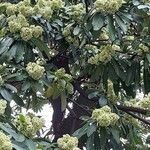 Alstonia scholaris花