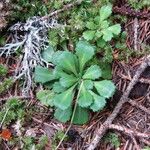 Saxifraga cuneifolia Frunză