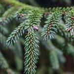 Picea orientalis Лист