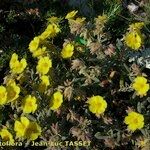 Helianthemum syriacum Hábito