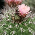 Gymnocalycium pflanzii Žiedas