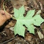 Dorstenia contrajerva Habit