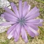 Lactuca macrophylla Fleur