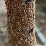 Vachellia nilotica Kabuk