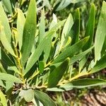 Acacia longifolia ᱥᱟᱠᱟᱢ