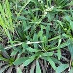 Eryngium elegans Leaf
