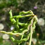 Hippocrepis comosa Blatt