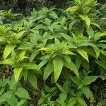 Koenigia polystachya অভ্যাস