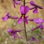 Moricandia moricandioides Flor