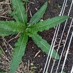 Taraxacum clemens Hábito