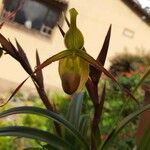 Phragmipedium longifolium Кветка