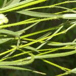 Sida linifolia Blatt