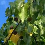 Thespesia populnea Fruit