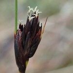Schoenus nigricans Frucht