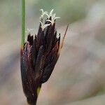 Schoenus nigricans Fruit