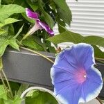 Ipomoea nil Kwiat