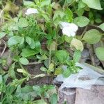 Mazus pumilus Folha