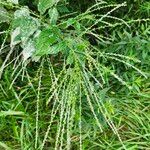 Verbena urticifolia Virág