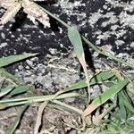 Eragrostis cilianensis Leaf