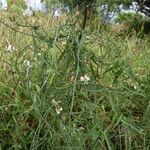 Araujia angustifolia Habitus