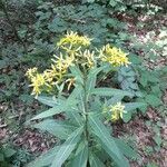 Senecio ovatus Flower