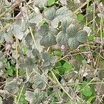 Thalictrum minus Feuille