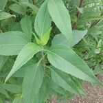 Vernonia noveboracensis Leaf