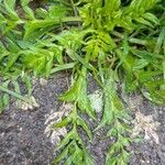 Lepidium coronopus Leaf