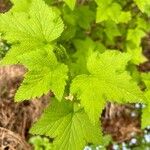 Ribes americanum List