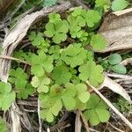 Oxalis hispidula Ліст