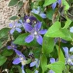 Clematis integrifolia Flower