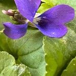 Viola cucullata Blomma