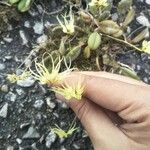 Bulbophyllum gracillimum Flor