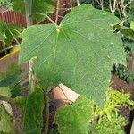 Jatropha curcas Blatt