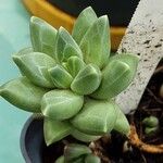 Pachyphytum compactum Liść