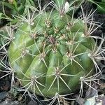 Gymnocalycium pflanzii ফুল