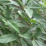 Quercus phellos 葉