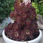 Aeonium arboreumLeaf