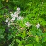 Senecio ovatusBlüte