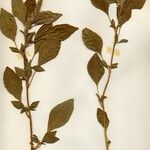 Amaranthus hybridus 形態