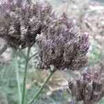 Verbena brasiliensis Fruit