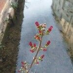 Scrophularia auriculata Çiçek