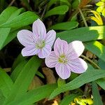 Claytonia caroliniana 花