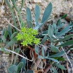 Crithmum maritimum 形態